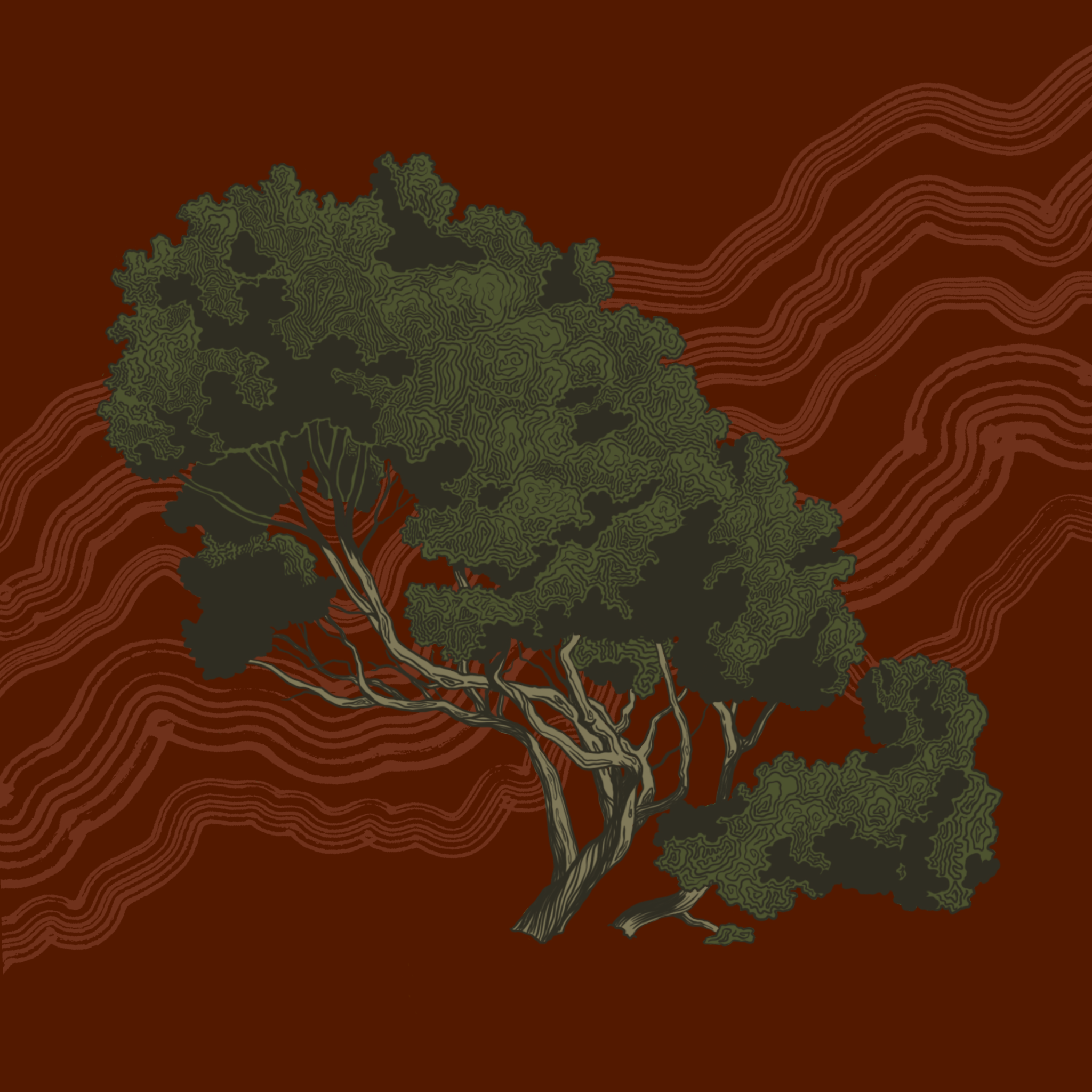 Coastal Oak Illustration